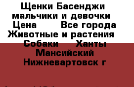 Щенки Басенджи ,мальчики и девочки › Цена ­ 1 - Все города Животные и растения » Собаки   . Ханты-Мансийский,Нижневартовск г.